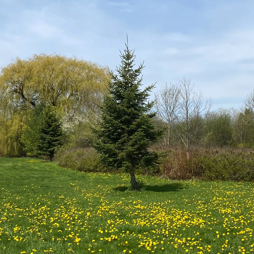 Fred Kline Park