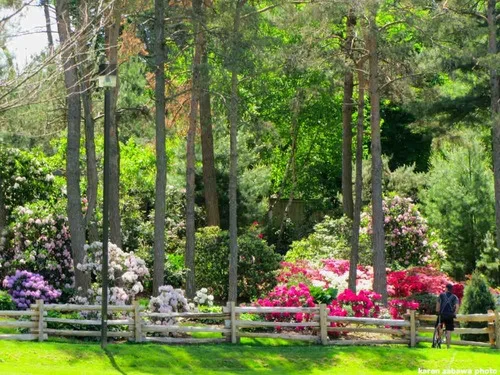 Brueckner Rhododendron Gardens